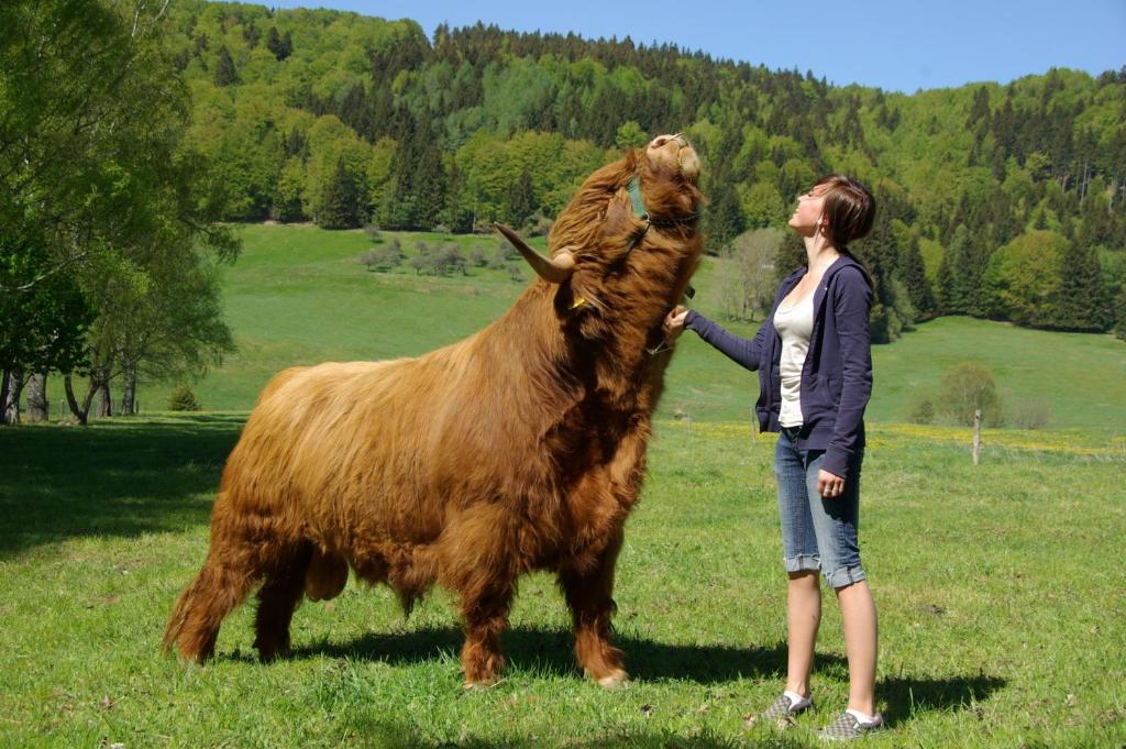 Zvířata v hotelu nebo okolí