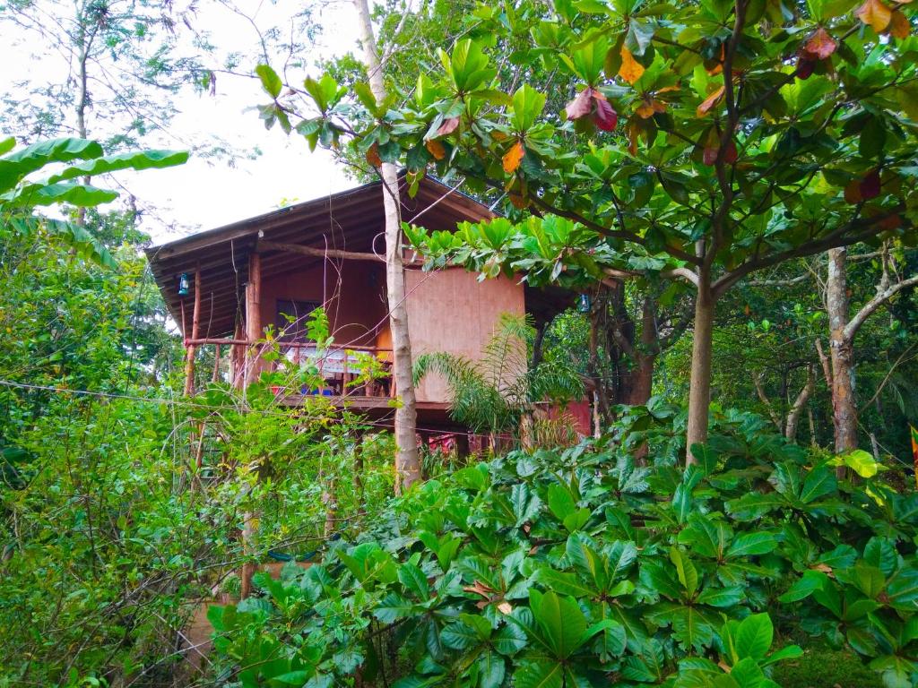 a house in the middle of a forest at Akash Treehouse in Sigiriya
