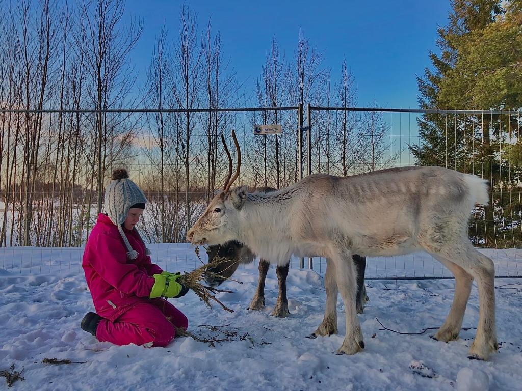 a woman kneeling in the snow next to a deer at Beautiful rural experience with reindeer in Tervola