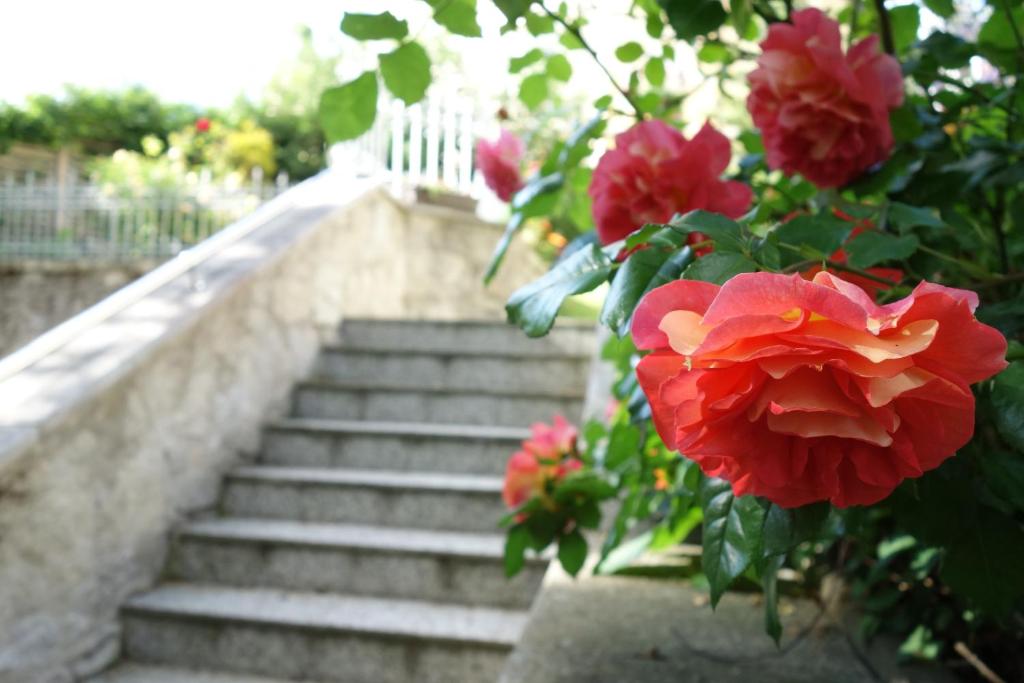 Ogród w obiekcie Villa Sonnenstrahl
