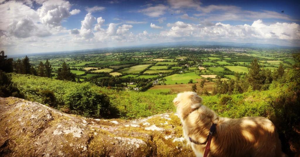 a dog standing on top of a hill looking at a valley at Ballyglass Country House in Tipperary