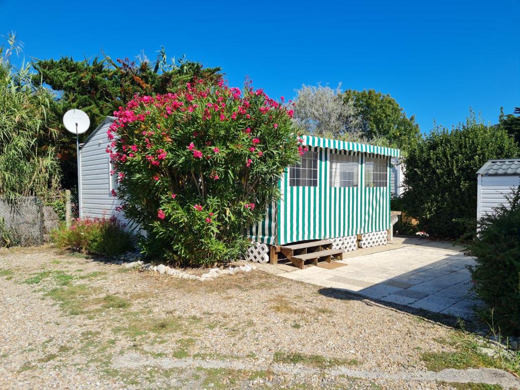 a green and white shed with a bush with pink flowers at Mobil home sur camping 4 étoiles CAP SOLEIL St Denis d'Oléron in La Bétaudière