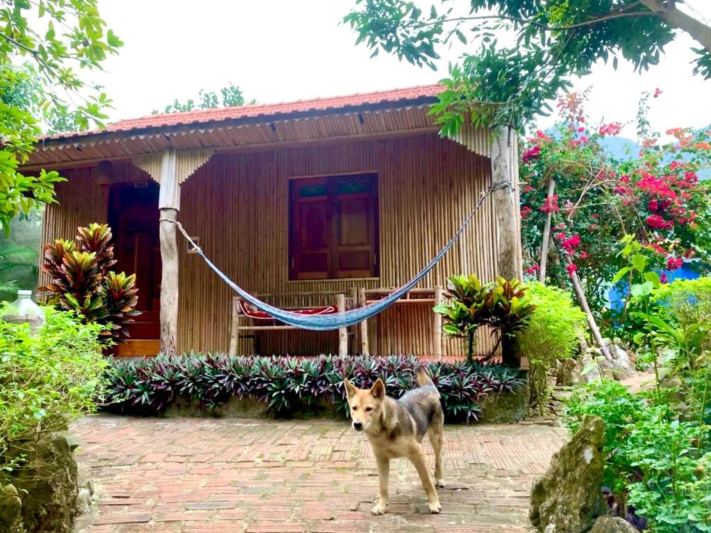 Domácí mazlíčci ubytovaní s hosty v ubytování Lan Homestay