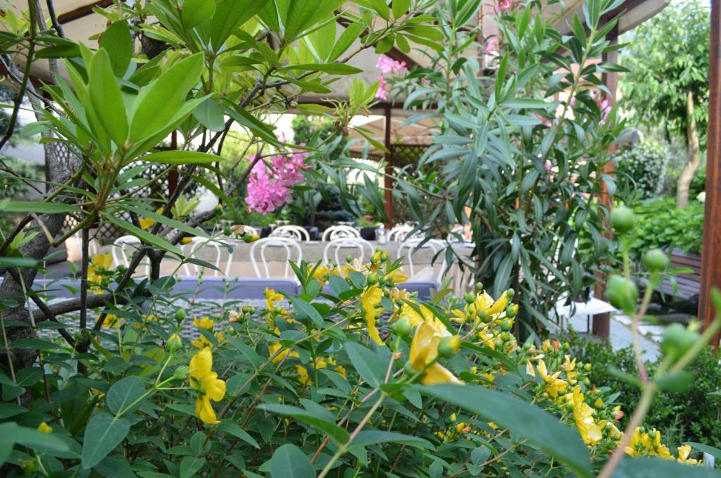 Zahrada ubytování Albergo Giardino