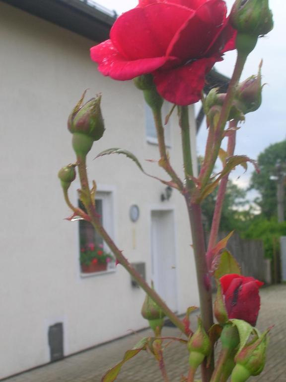 Zahrada ubytování Casa Andelka