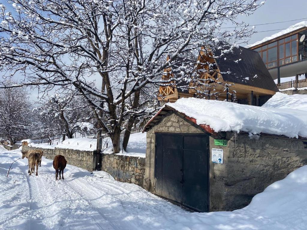 Guesthouse Data a l'hivern