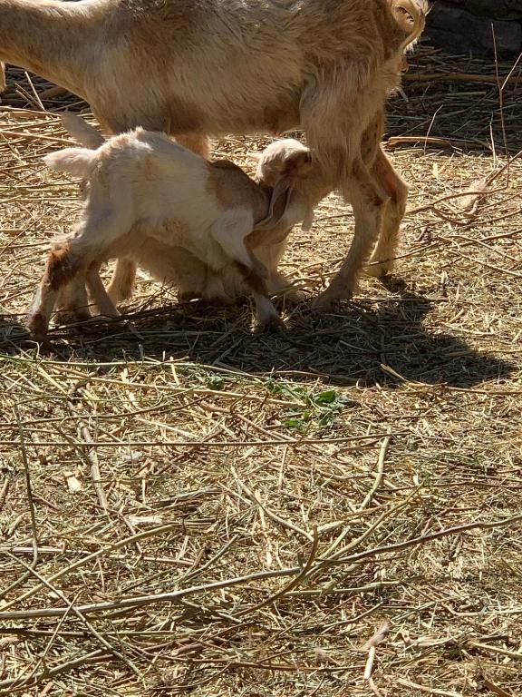 a baby sheep is nursing from its mother at Nubian Farm Aswan in Aswan