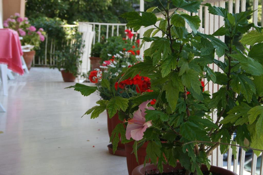 Zahrada ubytování Hotel Risorgimento
