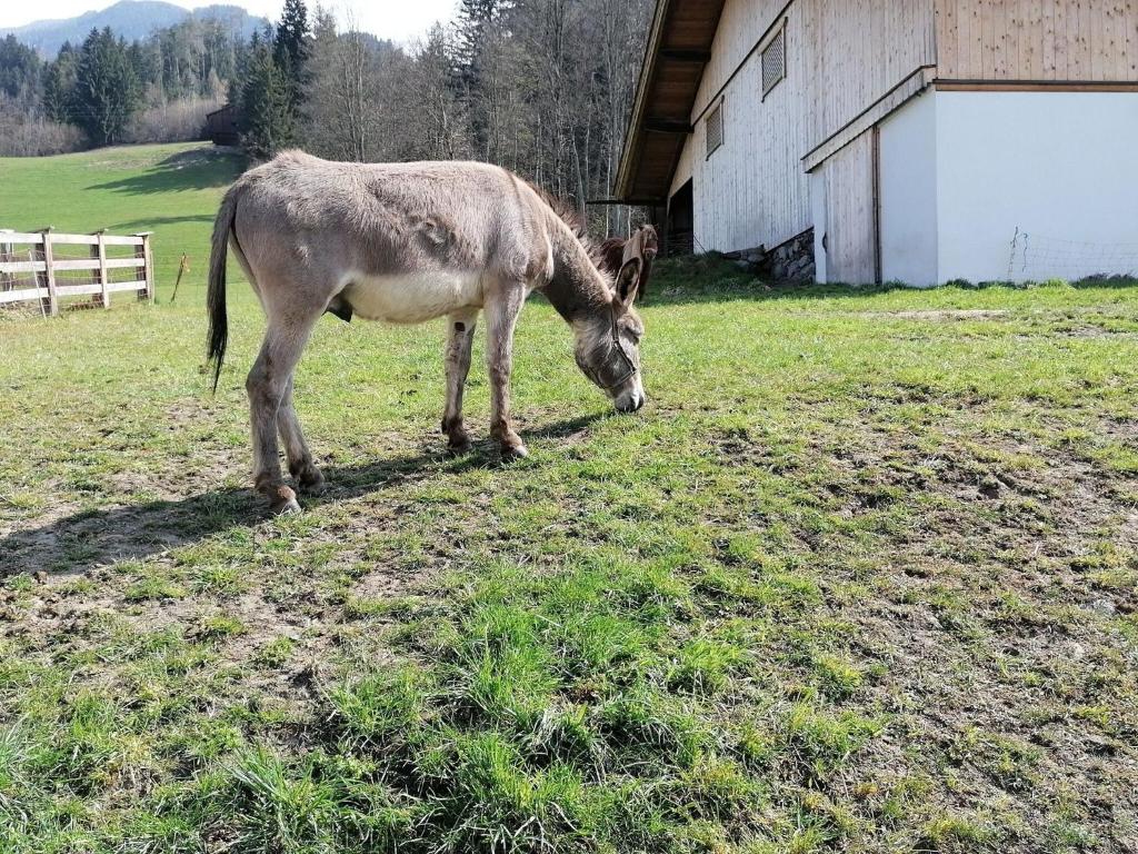 Zvířata v prázdninového domu nebo okolí