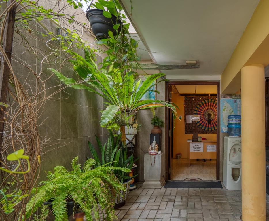 Zahrada ubytování Drop Inn Hostels