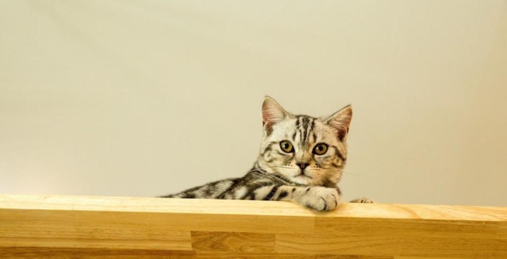 Cat Story Hotel - Resim 20