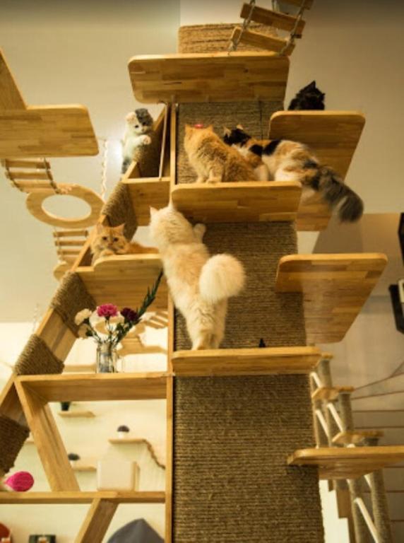 Cat Story Hotel - Resim 24