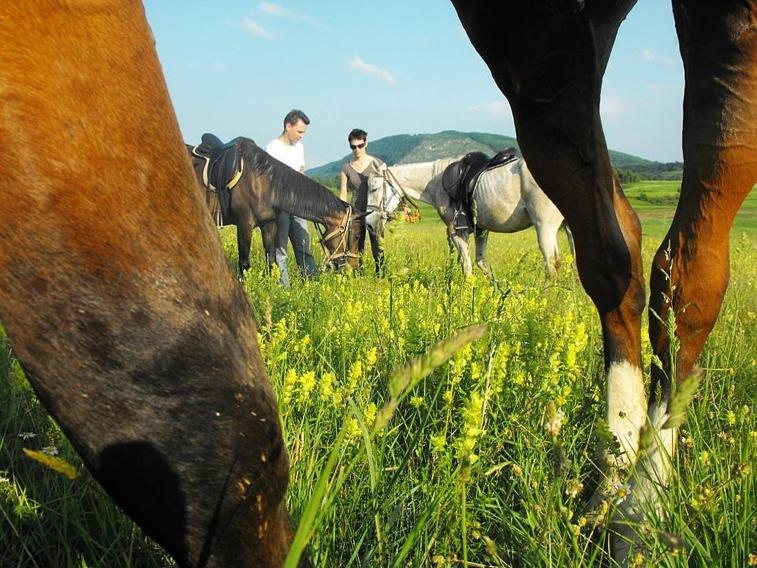 Zvieratá v apartmáne alebo blízkom okolí