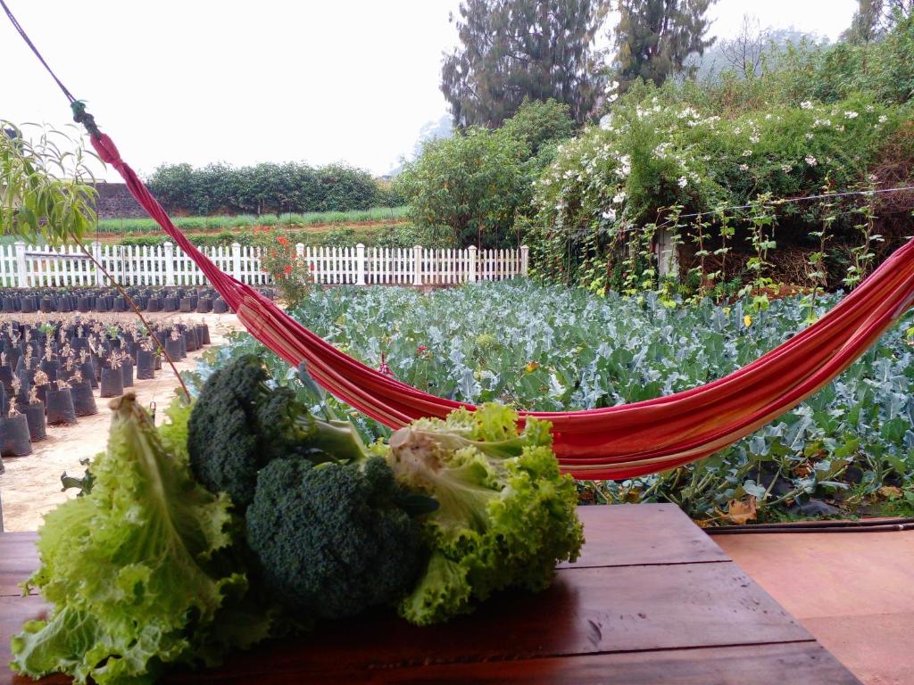 Zahrada ubytování Vibe way (Hostel & Market farm)