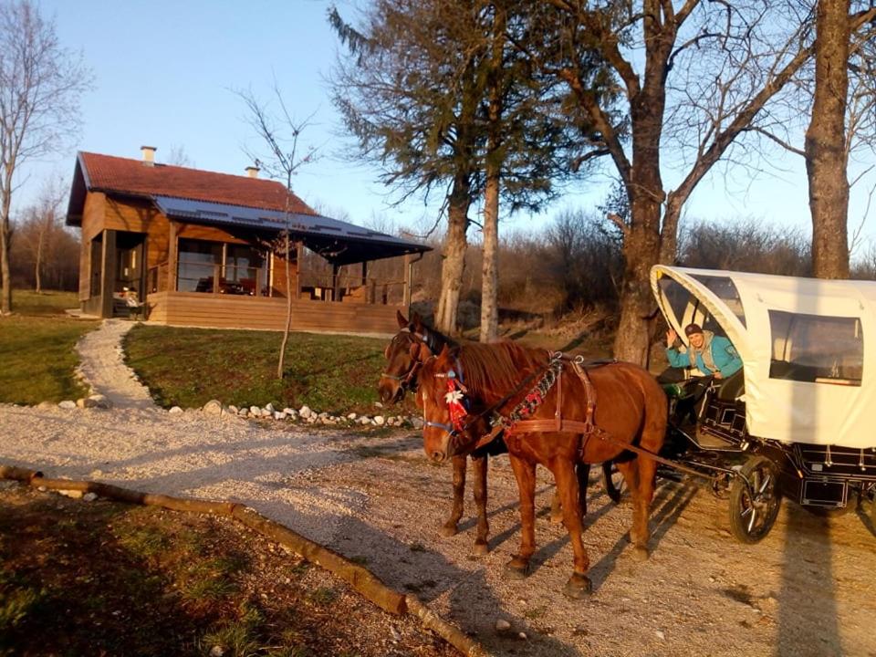Zvířata v prázdninového domu nebo okolí