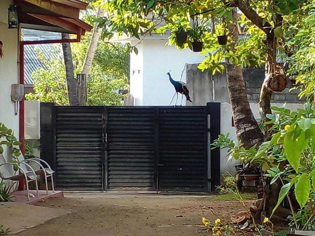 Zahrada ubytování 4ty two Homestay Galle