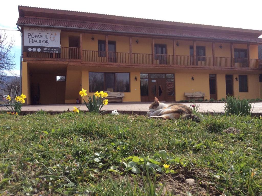 a cat laying in the grass in front of a building at Pensiunea Popasul Dacilor in Costeşti