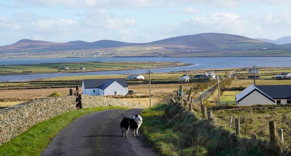 a goat walking down a road near a body of water at Stripe Bay in Belmullet