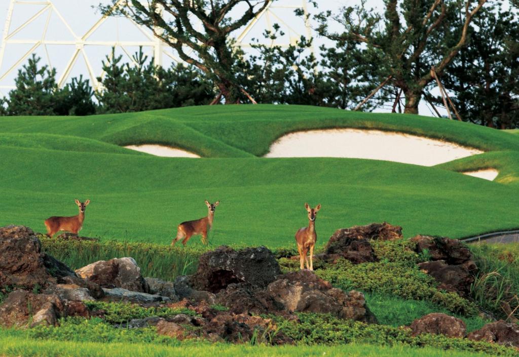 Golf v rezortu nebo okolí