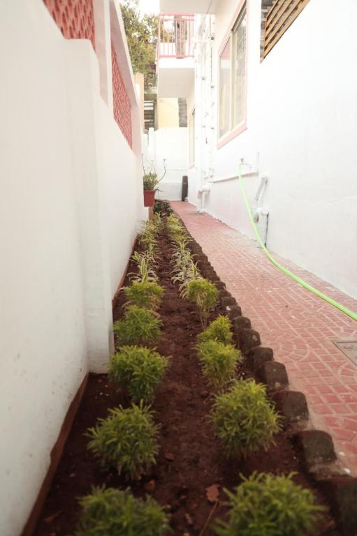 Zahrada ubytování Sai Inn Mysore