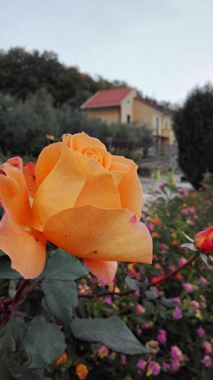 a close up of a yellow rose in a garden at Oroverde in Bergeggi