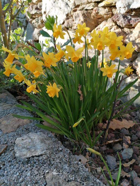 a bunch of yellow daffodils growing in the rocks at Oroverde in Bergeggi