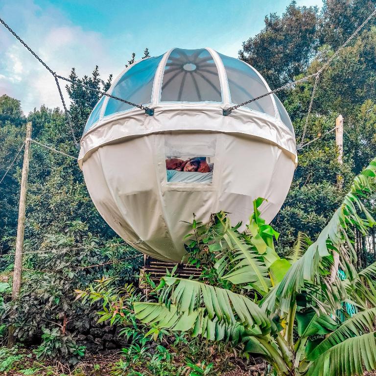 Zahrada ubytování Quinta do Abacate - Glamping Park