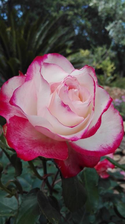 a red and white rose in a garden at Oroverde in Bergeggi