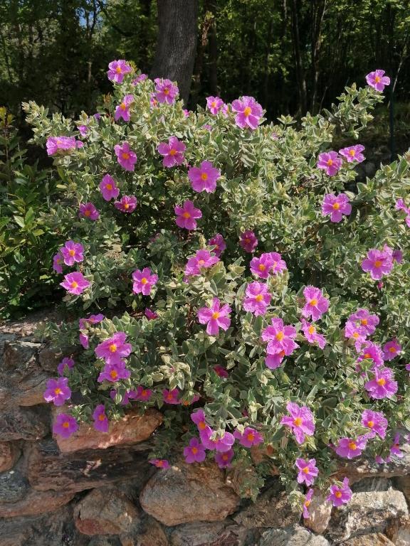a bunch of pink flowers in a rock wall at Oroverde in Bergeggi