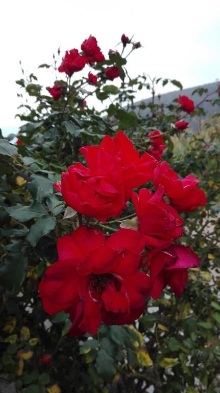 a group of red roses in a bush at Oroverde in Bergeggi