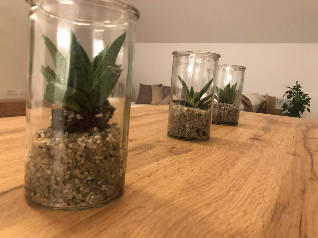 trois vases en verre avec des plantes sur une table dans l'établissement Garden House, à Kranj