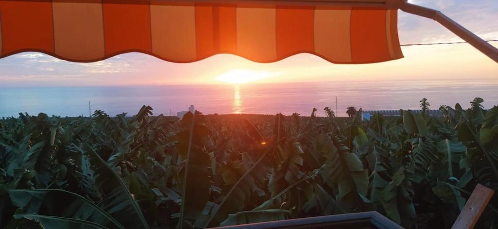 people walking in a field of corn at sunset at Trebol Trail Mountain La Palma Junto a Caracol in Tazacorte