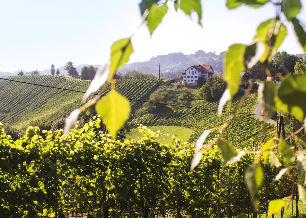 a vineyard with a house on a hill in the distance at Weingut Peter Grill in Leutschach