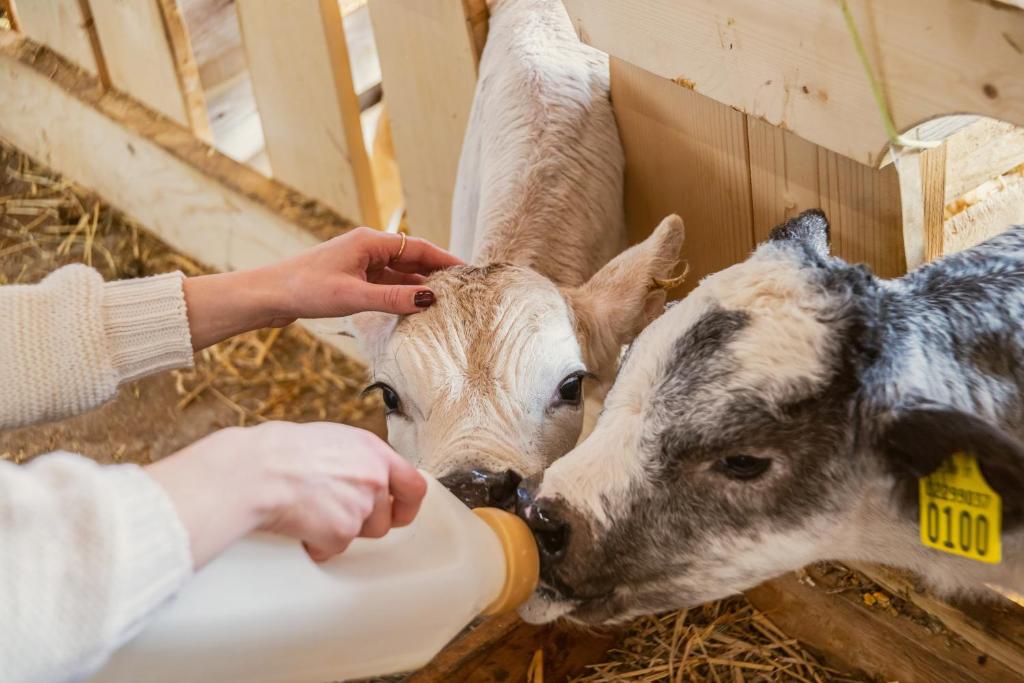 Zwierzęta w gospodarstwie agroturystycznym lub w pobliżu