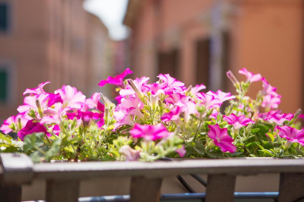 Lady Capulet Apartments - 10