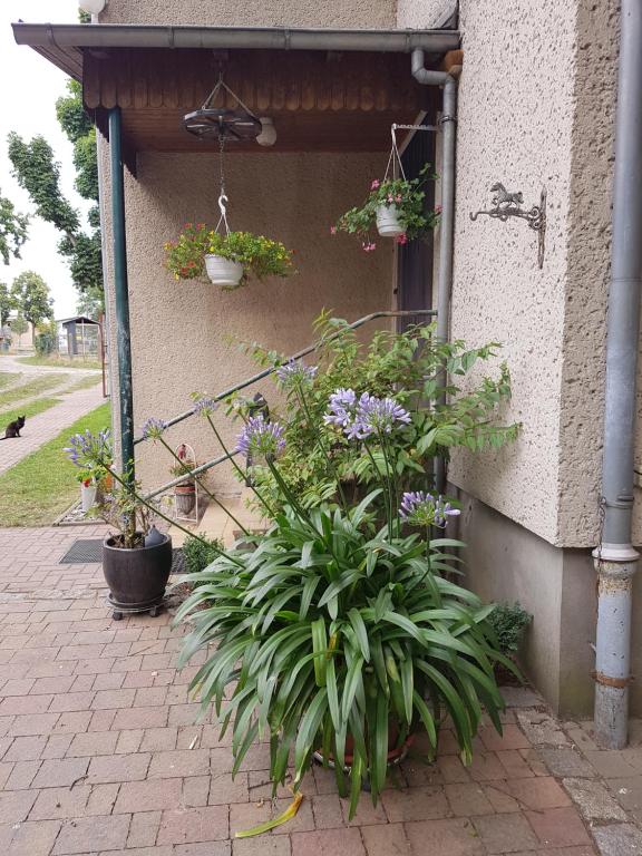 a bunch of plants on the side of a building at Ferienwohnung Siebmann in Neuruppin