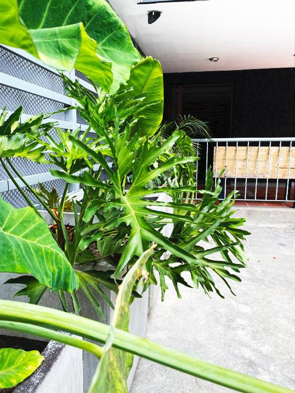 Foto sihtkohas Medellín asuva majutusasutuse Ayenda 1224 Pixel House galeriist