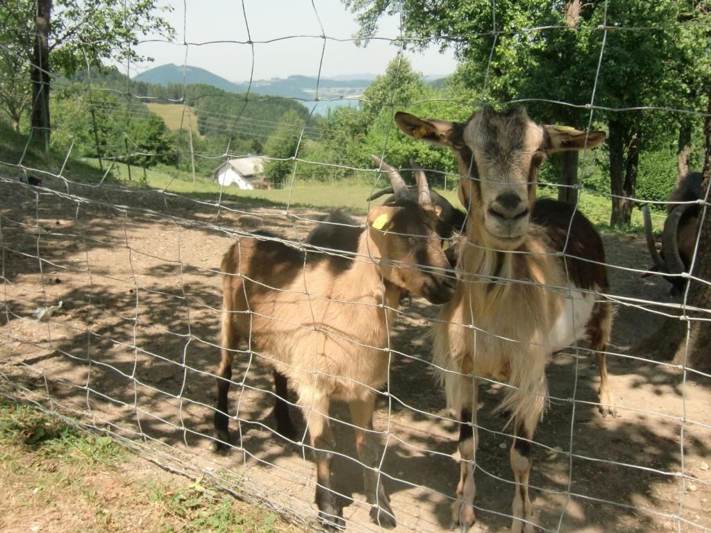 Zvířata v apartmánu nebo okolí