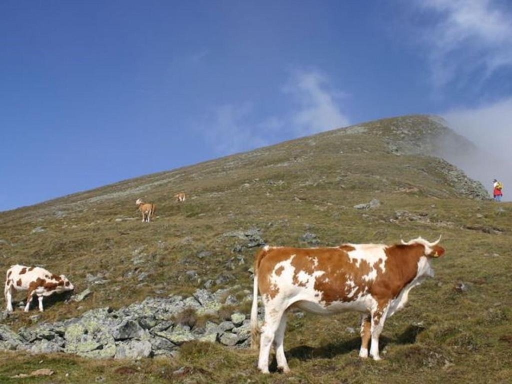 Zvířata v prázdninového domu nebo okolí