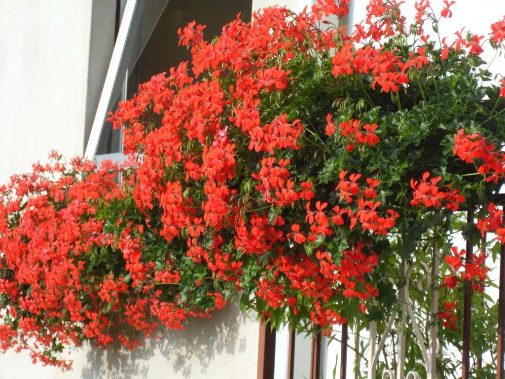Zahrada ubytování Albergo Ristorante Regina