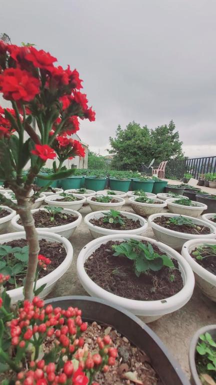 Green Gregory Villa Nuwara Eliya - 8