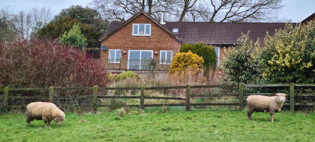 two sheep grazing in a field in front of a house at Orchard Cottage in Tiverton