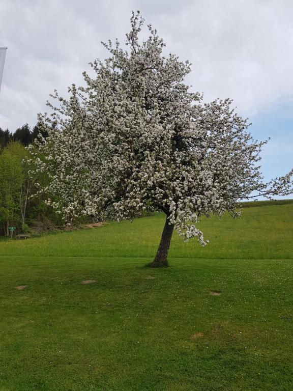 Zahrada ubytování Berg Hotel Weingarten Garni