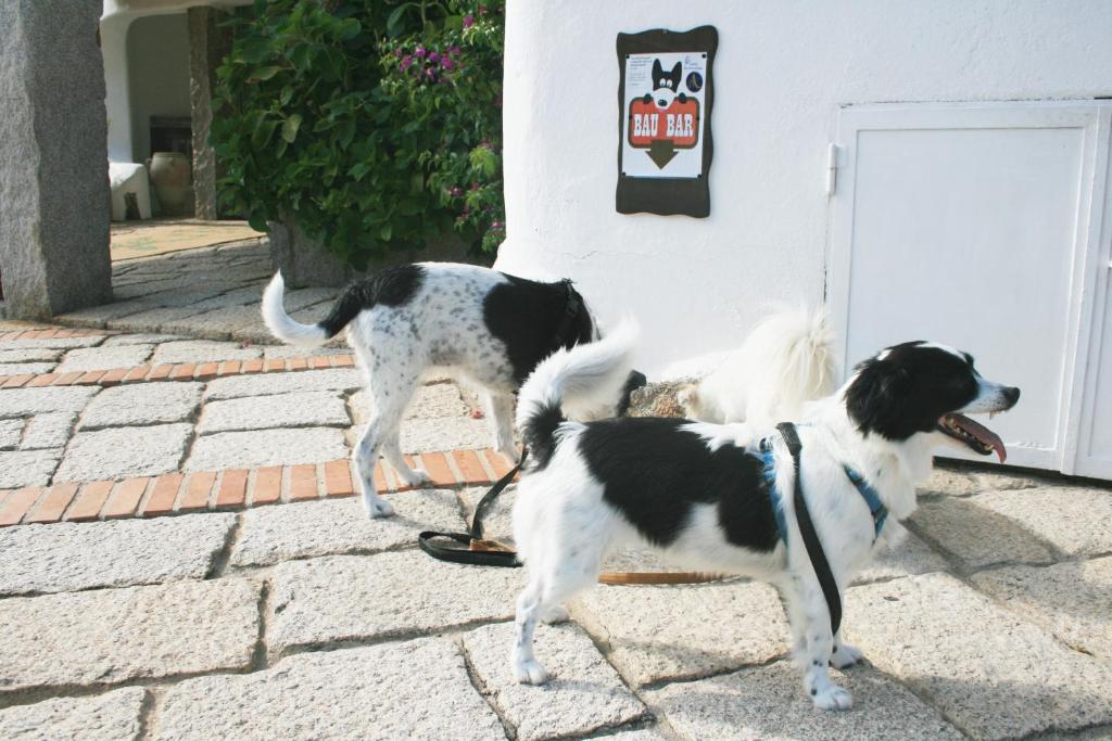 Domáce zviera alebo zvieratá hostí v ubytovaní Hotel Luci di la Muntagna