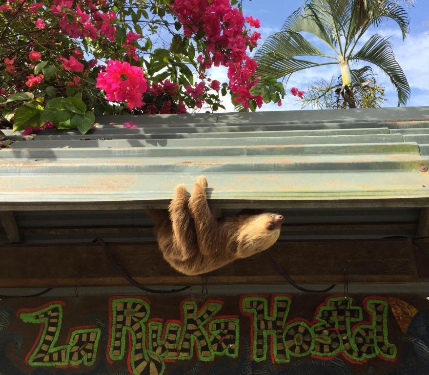 a stuffed animal hanging from the eaves of a building at La Ruka Hostel in Puerto Viejo