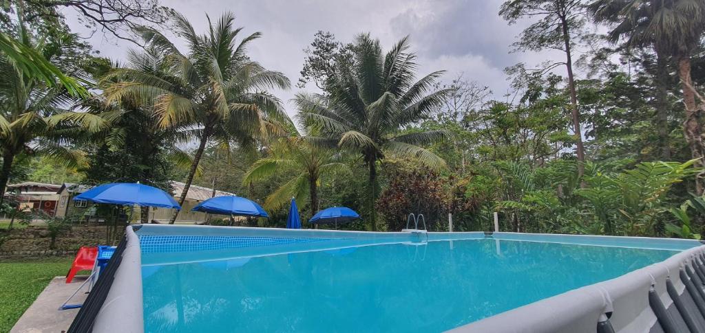 a swimming pool with blue umbrellas and palm trees at Seri Pengantin Resort in Kampung Janda Baik