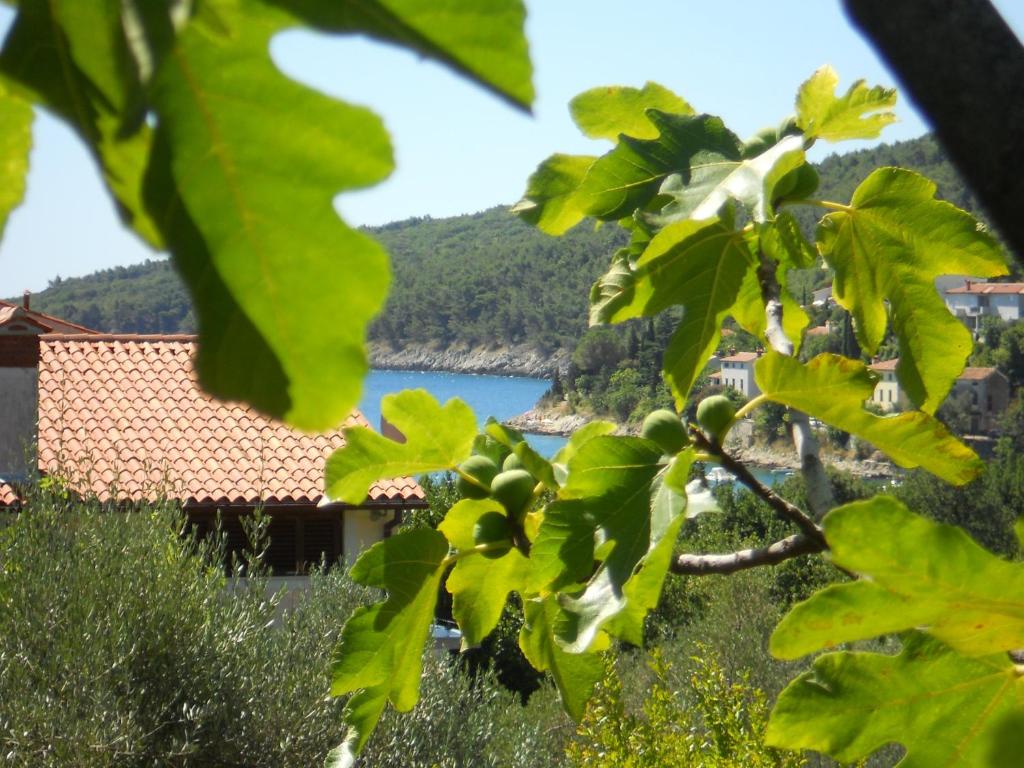 a view of a lake from a tree at Apartments Ida Sveta Marina in Drenje