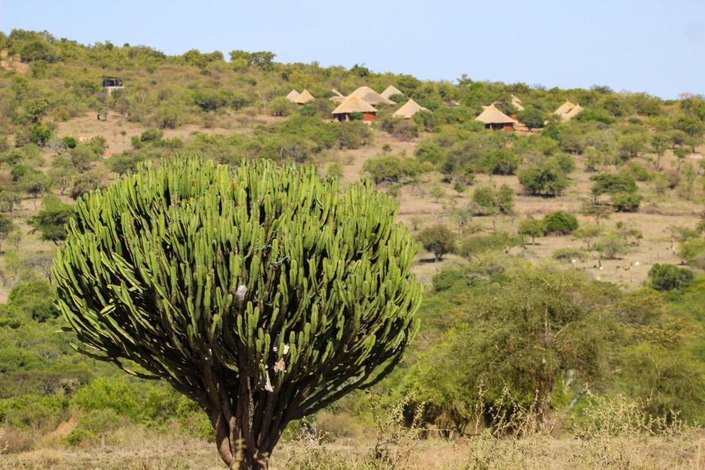 een boom in het midden van een veld met huizen bij Africa Safari Maasai Boma Camping in Serengeti