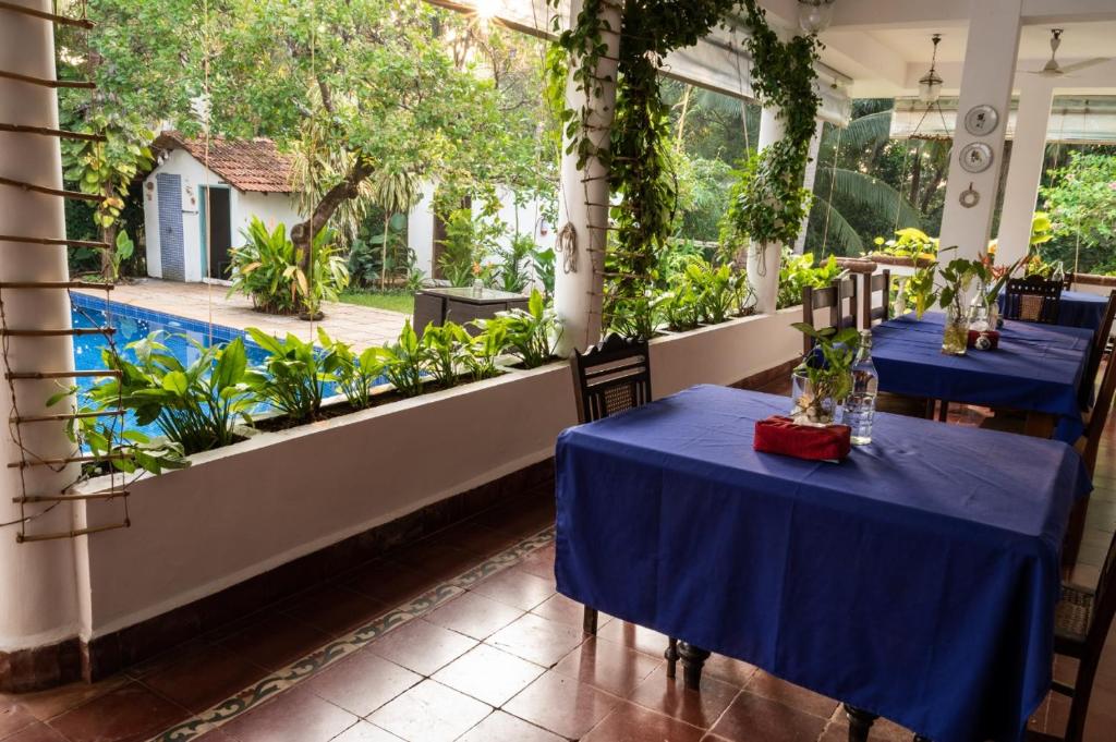 Zahrada ubytování Island House Goa