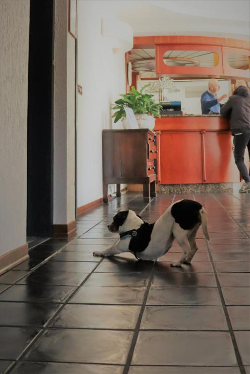 Domácí mazlíčci ubytovaní s hosty v ubytování Hotel Galant